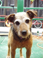 Tilly